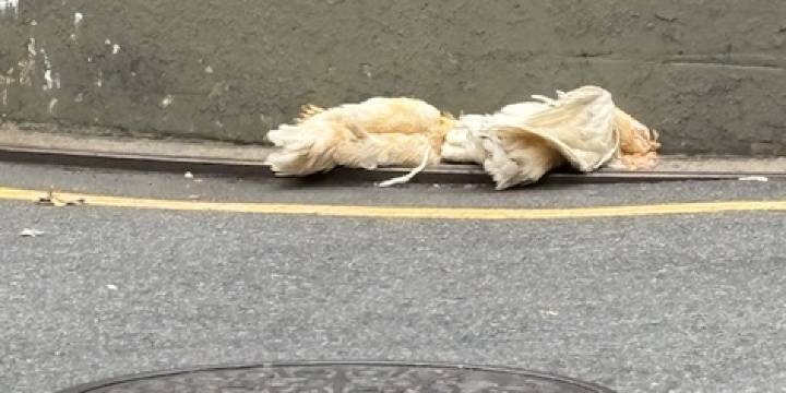 2 Dead Chickens Again Found on a Broadway Median in Same 3