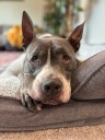 Pet of the Week:  Zeke