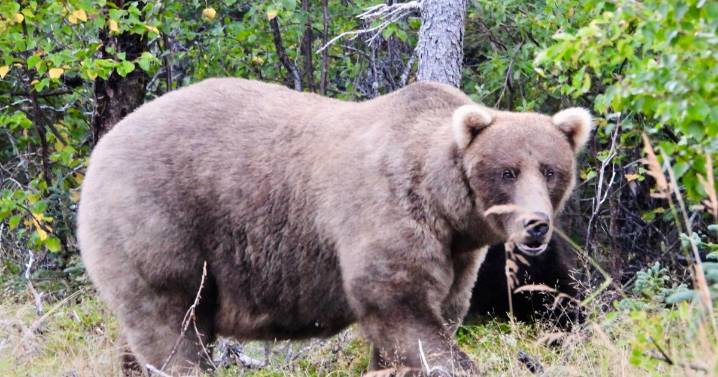 What to know about Fat Bear Week, and the brawny bruins ready to battle for the title