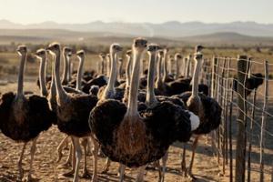 Ostrich and emu ancestor could fly, scientists discover