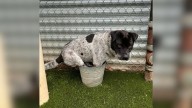 California Dog’s Strange Love For A Bucket Sparks Fame And An Unexpected Twist