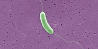 Fifth Louisiana death confirmed as Vibrio surge continues across Gulf Coast