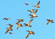 Nonresident waterfowl hunters in North Dakota 2005
