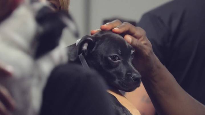 Kentucky Humane Society brings puppies to The Healing Place