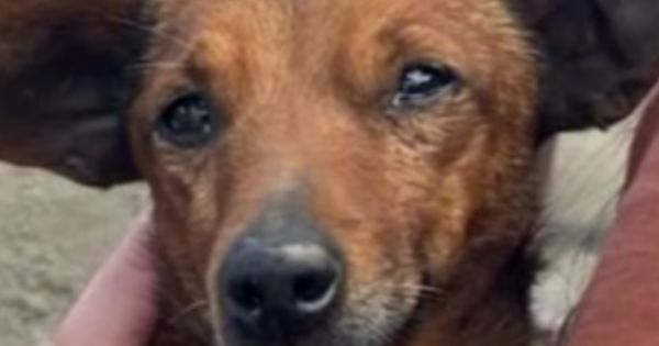 Perrito conmovió a todos en pleno velorio: caminó sin parar para despedirse de su dueño