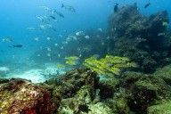 A Turning Point for the Ocean: What the High Seas Treaty Means