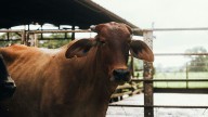CCRAS, Telangana Veterinary University Ink MoU to Advance Research in Animal Health and Ayurveda