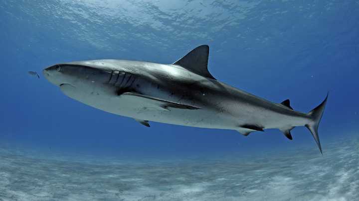 911 call reveals frantic moments after boy bitten by shark off Key Largo