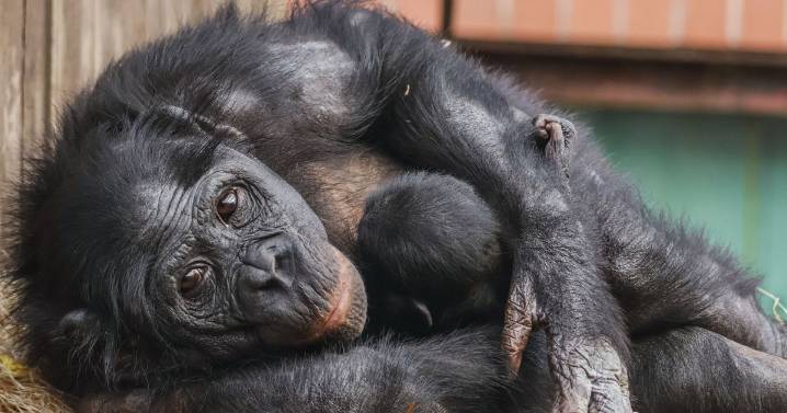 Twycross Zoo celebrates 'globally significant' birth of only bonobo in UK