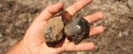 Incredible 112-Million-Year-Old Amber Reveals an Entire Ancient Ecosystem