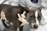 Deadly dog virus detected in Houlton