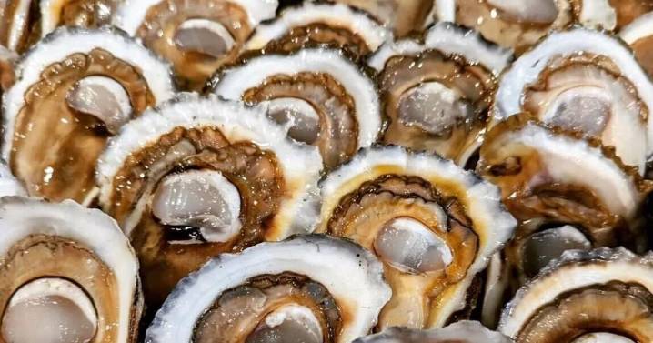 NO OysterNight celebrates Grand Isle 'jewel' farmed oysters