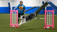 Agility trials at Ann Arbor Dog Training Club