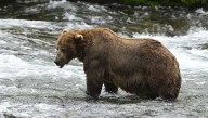 Alaska's Fat Bear Week kicks off with online voting to crown the most oversized ursine