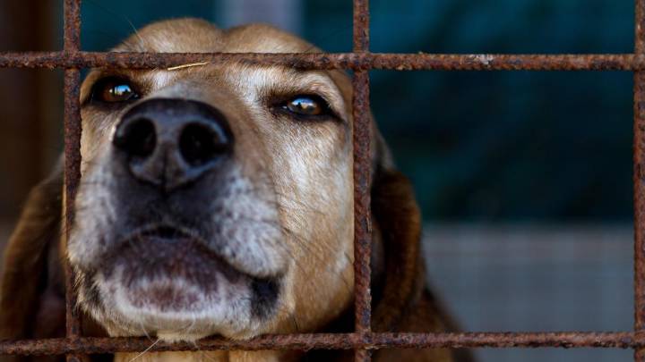 Un fallo pionero declara violencia vicaria matar a un perro para hacer sufrir a la pareja