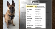 Investigation underway after "Buddy" dies in care of Dania Beach trainer