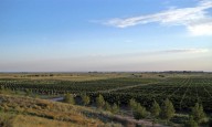 Una escapada al mundo del vino: Al Este Bodegas y Viñedos en Médanos