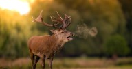 Spectacular photos capture red stags' misty breath at sunrise in South London park