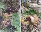Perro cae a profundo pozo en Tixkokob: complicado rescate policíaco