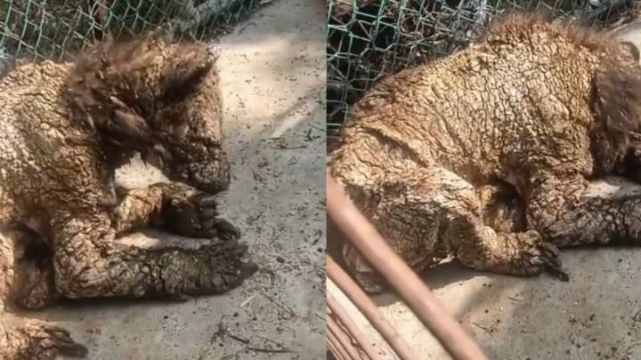 Activista reporta maltrato y abandono de una osa en zoológico de Nuevo León