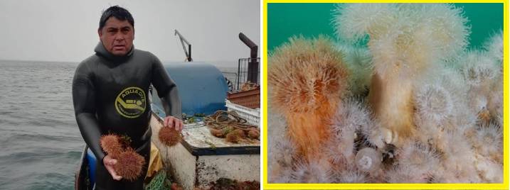 Expansión de anémona invasora pone en riesgo biodiversidad marina y pesca artesanal