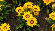 Las plantas que florecen en primavera y resisten hasta marzo casi mantenimiento