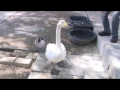 Carolina Waterfowl Rescue faces rising costs, declining donations