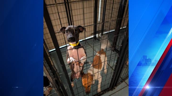 Warrick Humane Society asks for donations after fire causes evacuation
