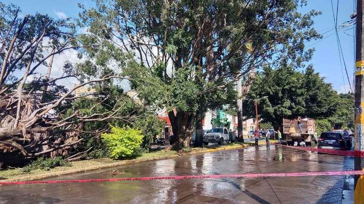 Colapsa enorme árbol en Ciudad del Valle