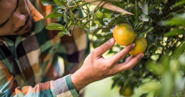 Cómo hacer florecer un limonero en casa: el truco que pocos conocen y es usado por jardineros expertos