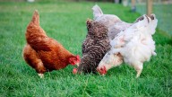 ¿Es peligroso comer huevos de gallinas infectadas con gripe aviar?