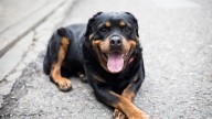 86-year-old SoCal man fatally mauled by Rottweilers during morning walk
