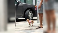 Florida Chihuahua Smells Her Owner In A Crowd And Delivers A Heart