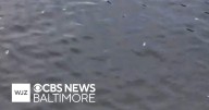 25,000 dead fish are behind stench near Baltimore's Inner Harbor, MDE says