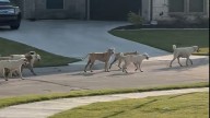 ‘I don't want my children to be that dog food': Dog pack prowls North Texas city