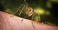 West Nile Virus-positive mosquito pool confirmed in Bannock County