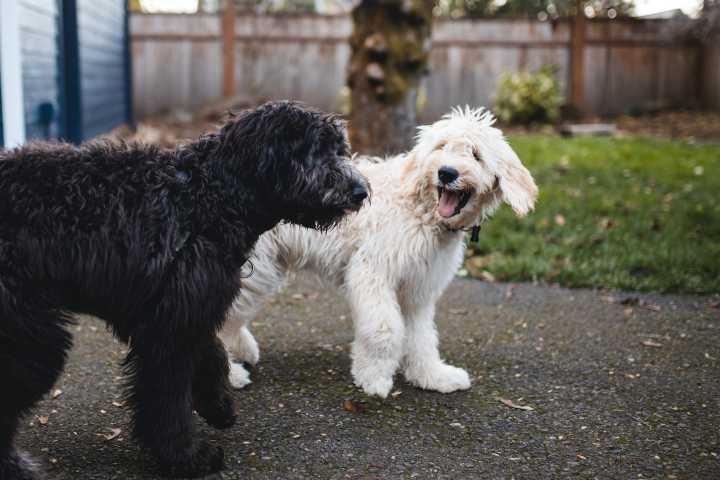 7 Best Oatmeal Shampoos for Dogs