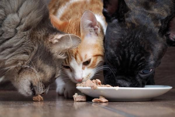 La alimentación de las mascotas: “La calidad del producto siempre es lo más importante”