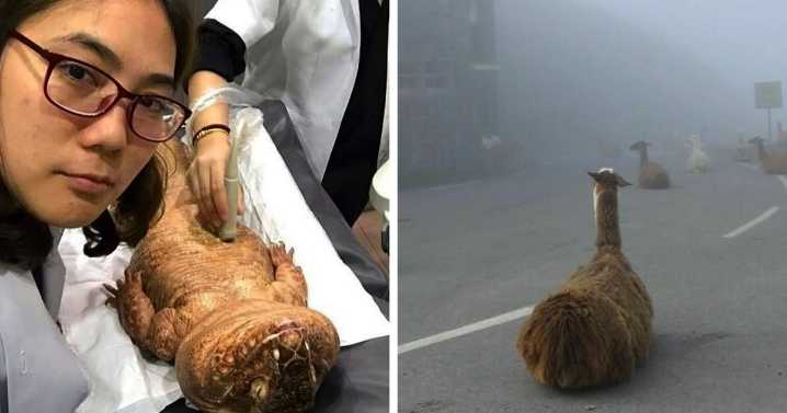 50 Animal Pics That Just Don’t Make Any Sense, As Shared On This Instagram Account