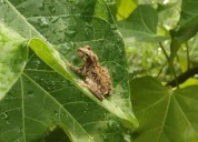 Lluvias generan el retorno de anfibios