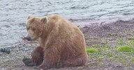 Fat Bear Week underway