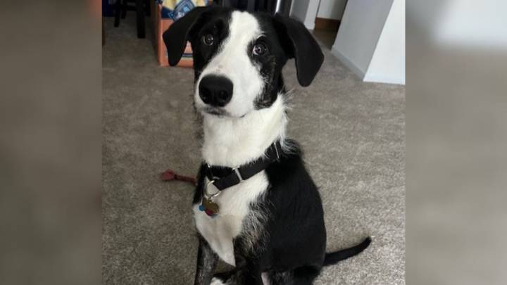 Connecticut Dog Surrendered And Heartbroken After Owners Say He's No Longer A Fit