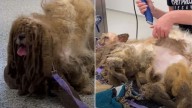 Missouri Dog Found With Matted Fur So Severe He Looked Like He Had Six Legs