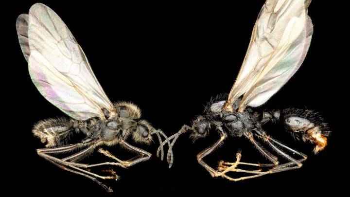 These ants clone another species in a strange tale of survival