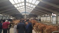 Cangas del Narcea, a por la feria ganadera de San Mateo
