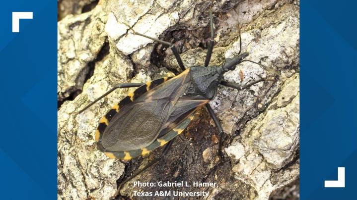 'Kissing bug' disease is now endemic in US, researchers say. What you need to know.