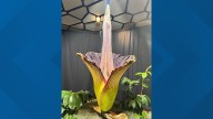 Corpse flower blooms at Amazon Spheres in Seattle
