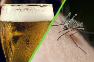 La ciencia lo confirma: la cerveza sí hace más atractivas a las personas... pero para los mosquitos