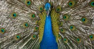 Man Accused of Killing and Eating Pet Peacocks Over Neighbor Dispute