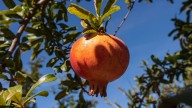 La joya roja de Elche busca conquistar el mundo en la feria internacional de la fruta de Madrid